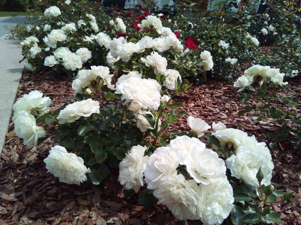 Почвопокровные розы: уход и выращивание