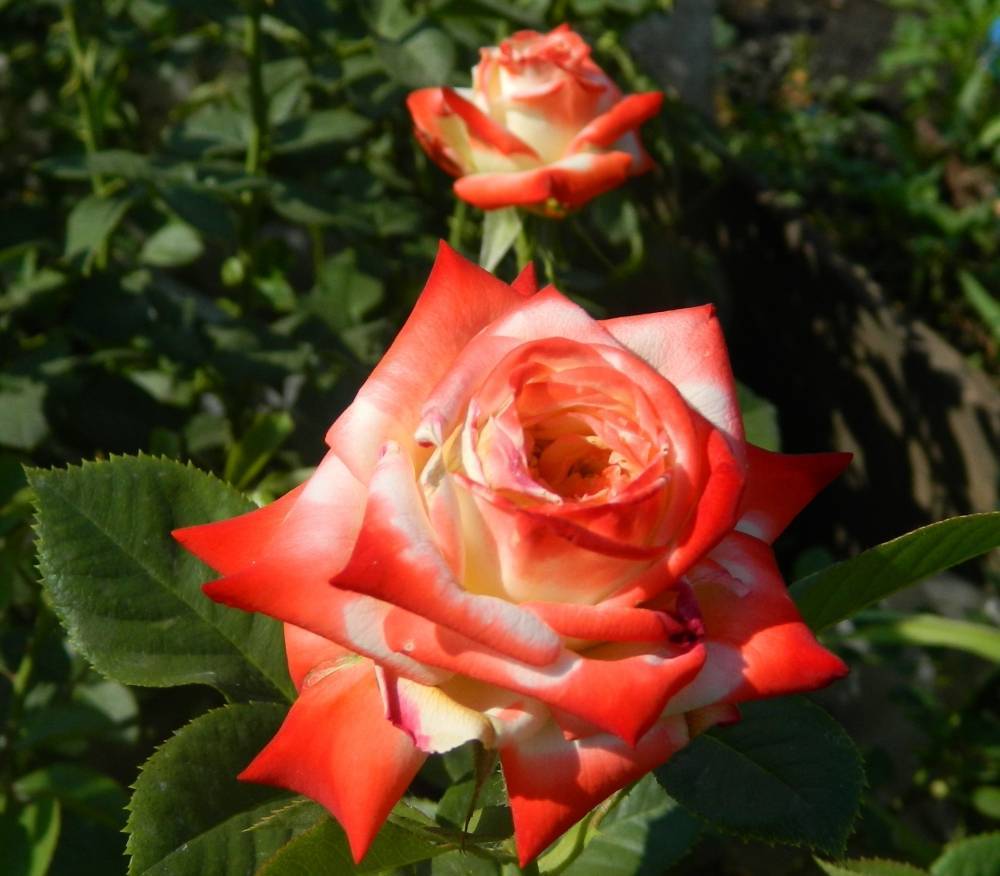 Императрица фарах: подробное описание розы