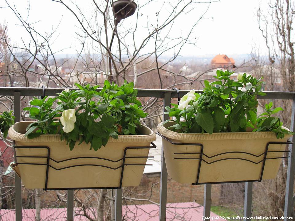 Петунии на балконе — правильный уход за растением