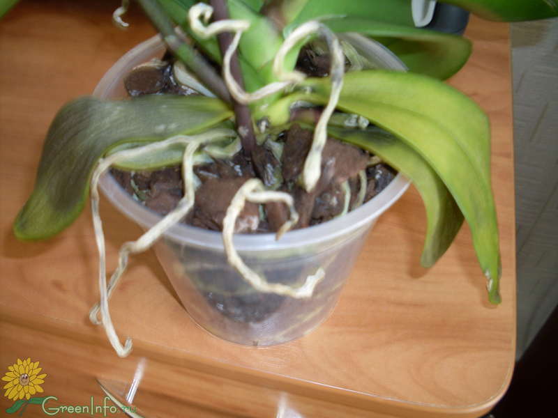 Что делать, если у орхидеи вялые листья: реанимация и способы лечения + 10 причин увядания экзотического цветка