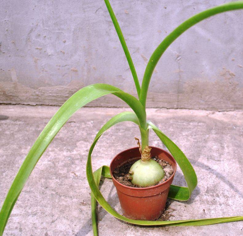 Индийский лук: лечебные свойства, применение, выращивание (фото растения)