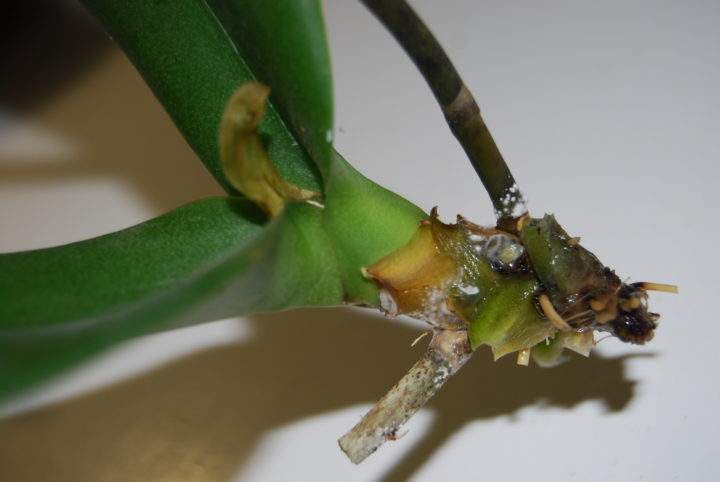 Нюансы ухода: что делать, если залили орхидею?