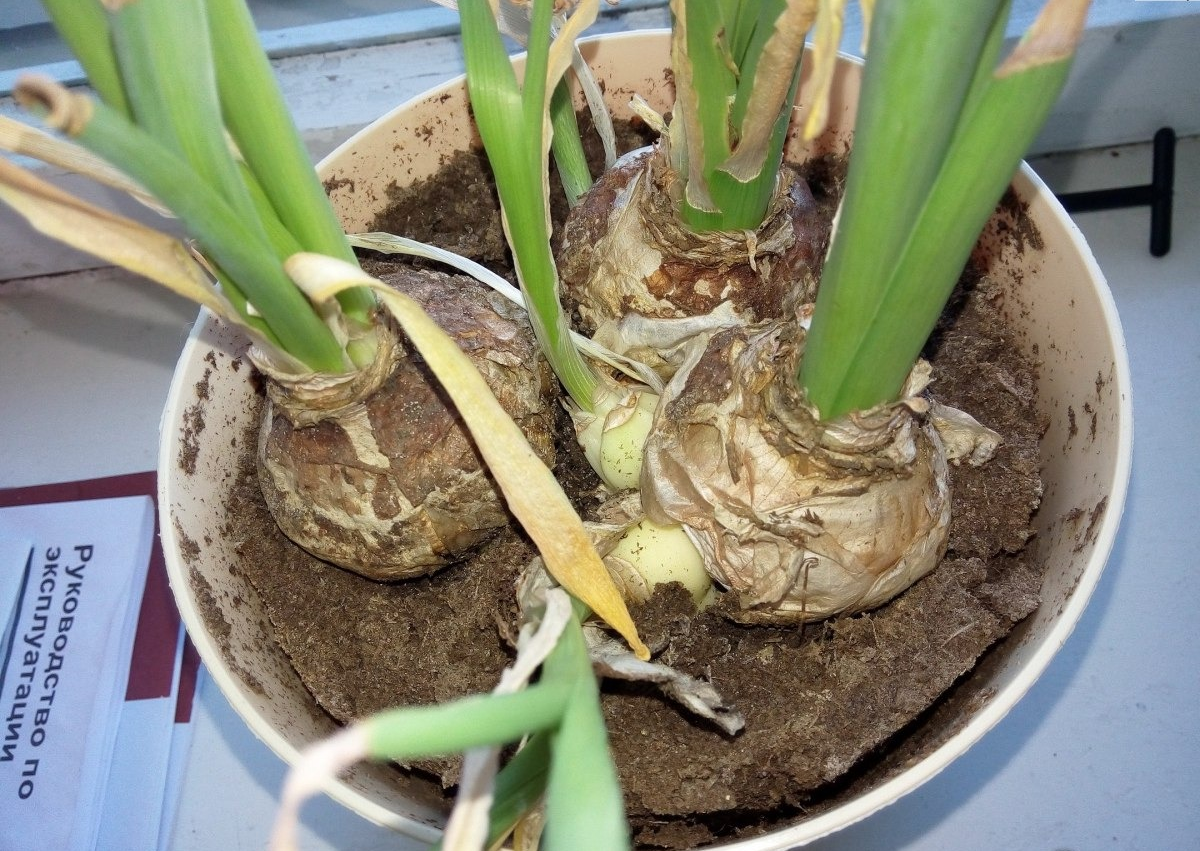 Гиацинт: какой уход нужен после цветения. луковицы гиацинта после цветения – уход и содержание