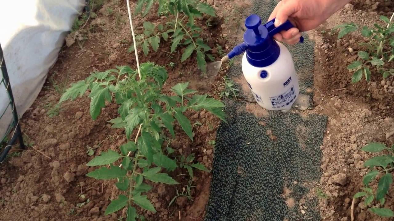 Подкормка помидор под корень и по листу: особенности каждой техники, каким способом лучше удобрять томат, преимущества и недостатки, химические составы и экологически чистые удобрения на которые стоит обратить внимание