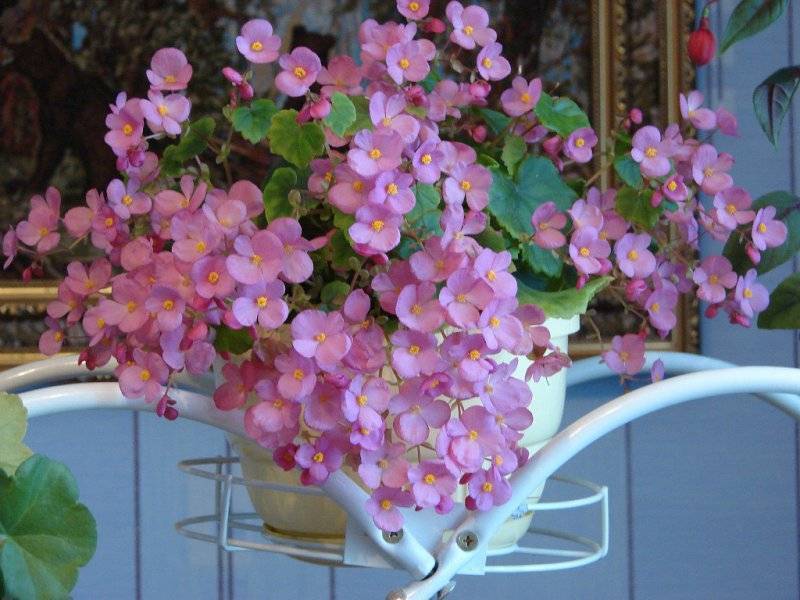Неприхотливые комнатные цветы, цветущие круглый год: какое домашнее растение лучше всего выращивать в квартире и какое самое простое в уходе