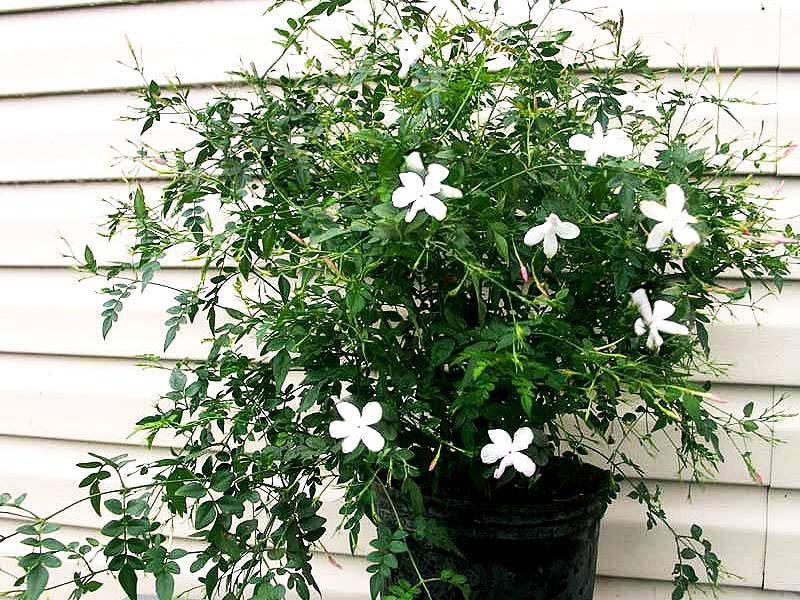 Жасмин самбак (jasminum sambac): выращивание и уход в домашних условиях