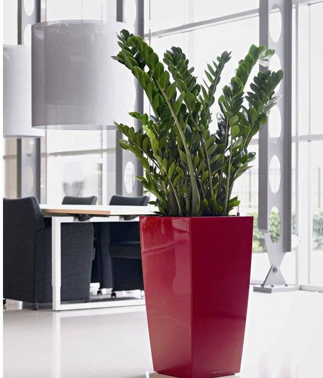 Растения для офиса комнатные и неприхотливые: названия и уход за растениями