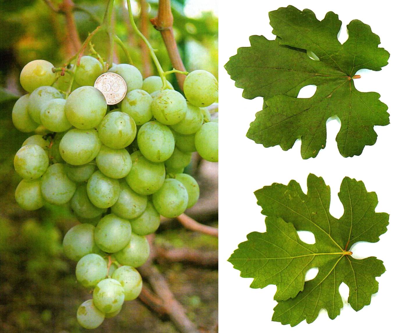 Девичий виноград: посадка и уход в открытом грунте