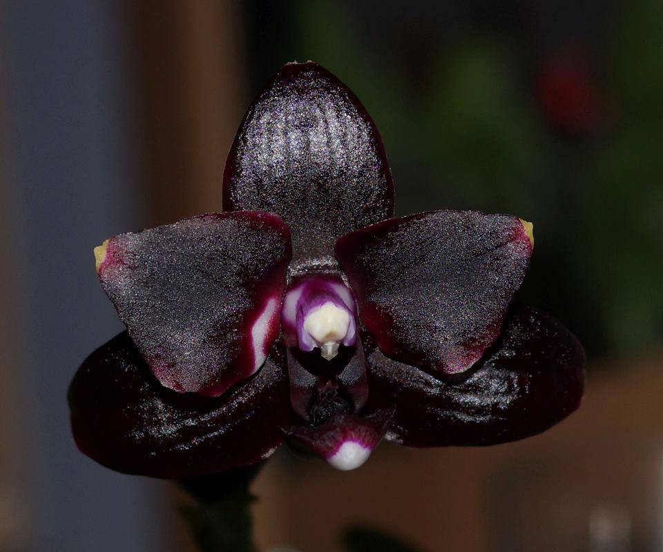 Выращивание и посадка цветка черной орхидеи, сорта: принц, птичка, вдова, уход