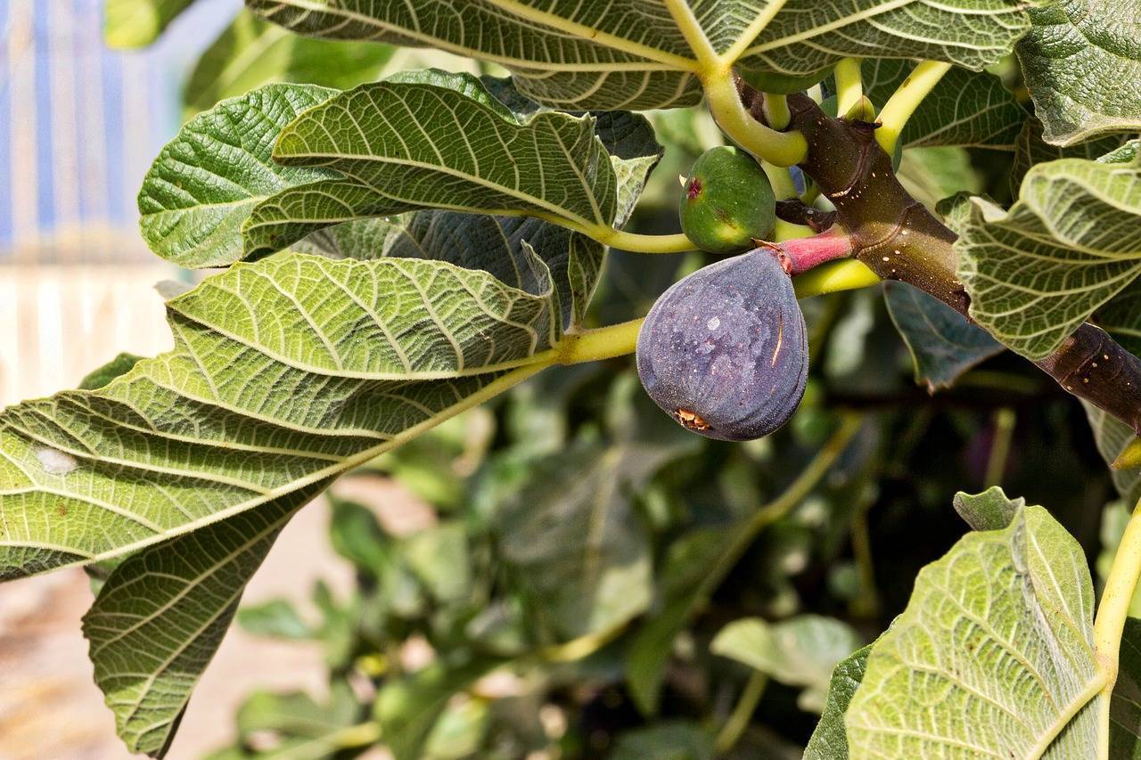 Инжир: фото дерева и плода, где и как растет, описание растения