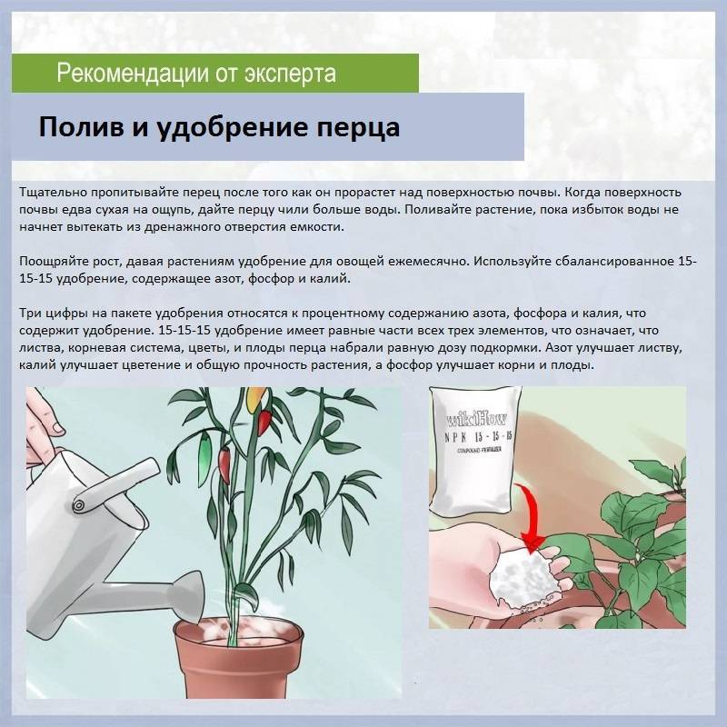 Герань - уход в домашних условиях: подкормка, полив, обрезка, размножение - sadovnikam.ru