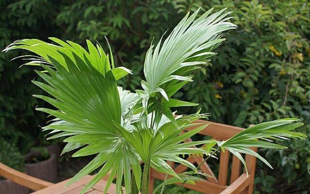 Пальма ливистона: особенности выращивания в домашних условиях