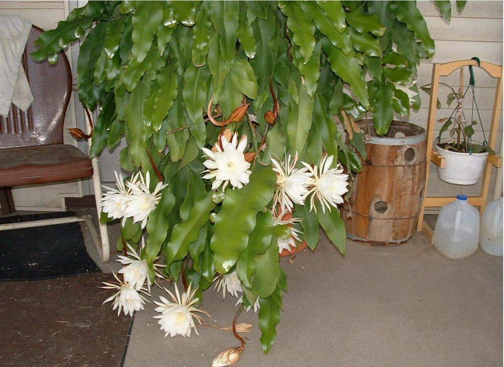 Эпифиллум уход в домашних условиях, фото кактуса