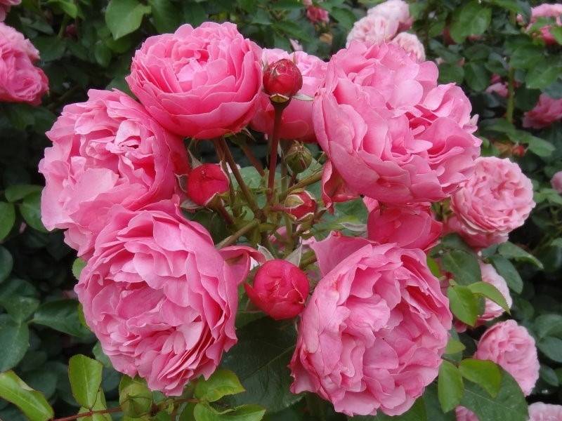 ✅ роза леонардо да винчи: описание сорта - сад62.рф