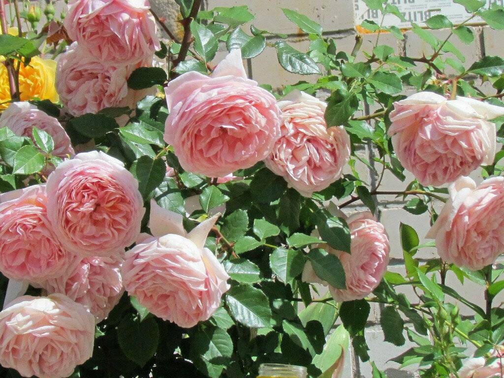 Роза абрахам дерби (abraham darby): фото и описание английского паркового растения, особенности цветения лучшего шраба 1999 года и история возникновения сортадача эксперт