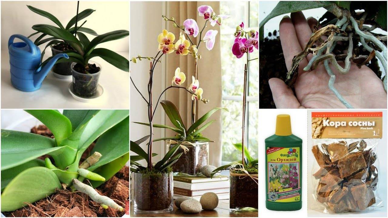 Как происходит цветение орхидей