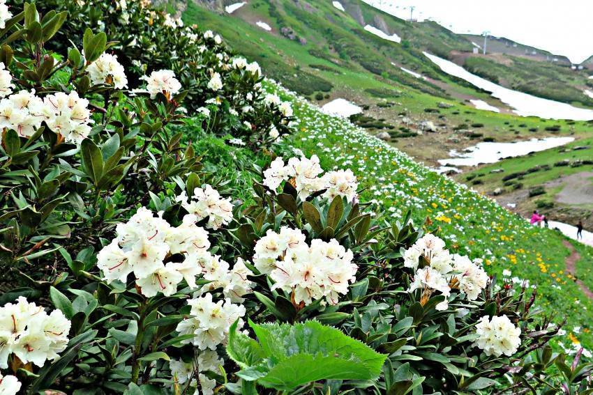 Рододендрон кавказский (белый): лечебные свойства и противопоказания для мужчин, женщин, как заваривать чай, выращивание