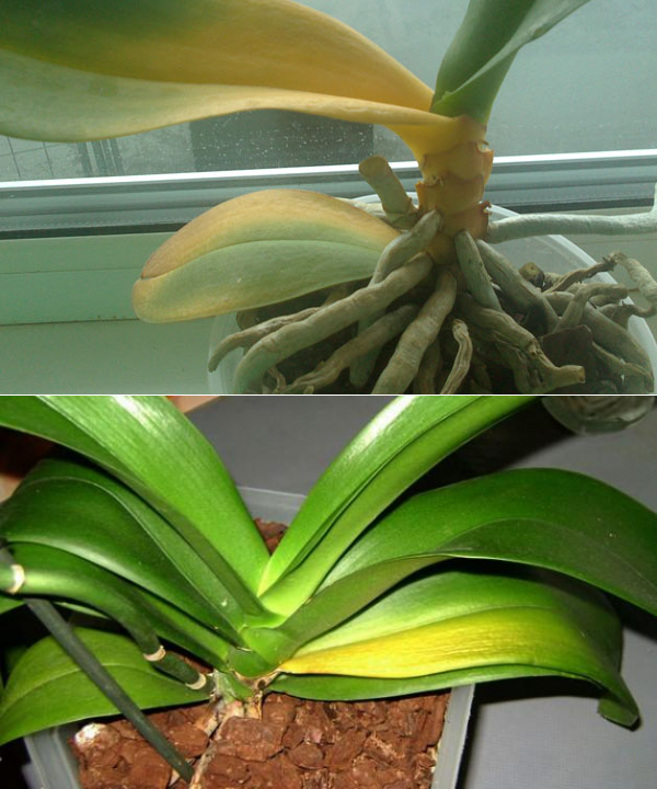 Почему у орхидеи желтеют листья: что делать, способы лечения