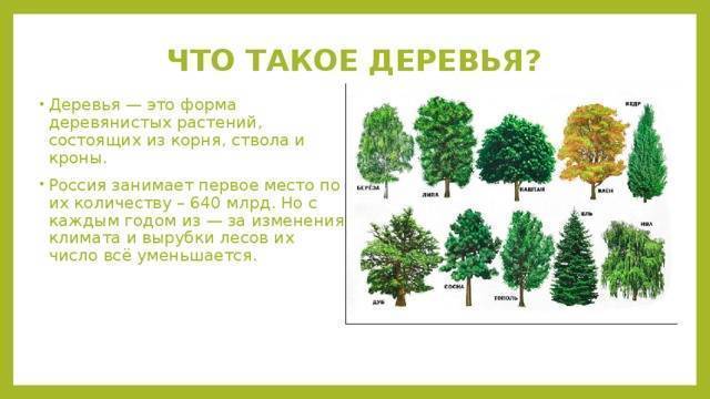 Лиственные деревья средней полосы россии: виды с фото и названиями