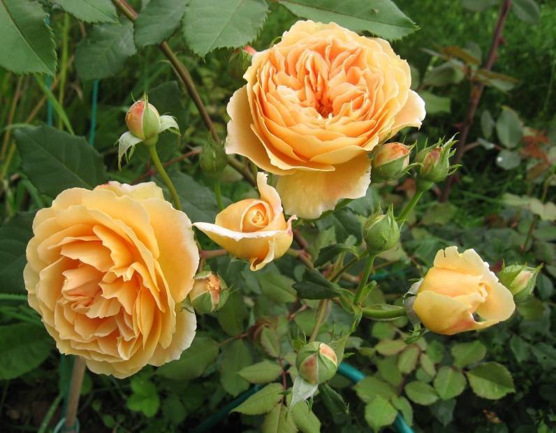 Роза принцесса маргарита: фото, описание, условия содержания