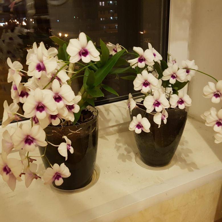 Сорта и виды Орхидей — описание и уход