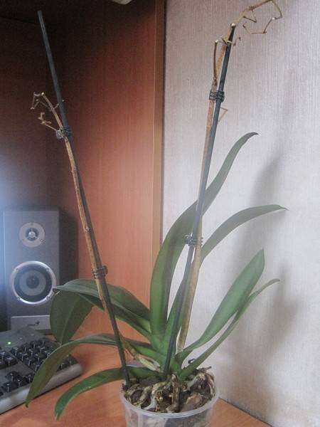 Как обрезать орхидею после цветения в домашних условиях