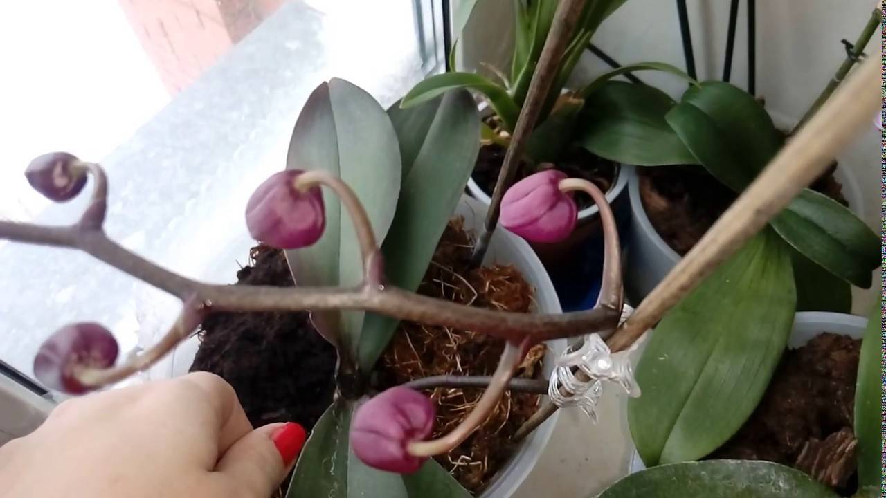 Почему опадают бутоны у орхидеи: основные причины сбрасывания - pocvetam.ru