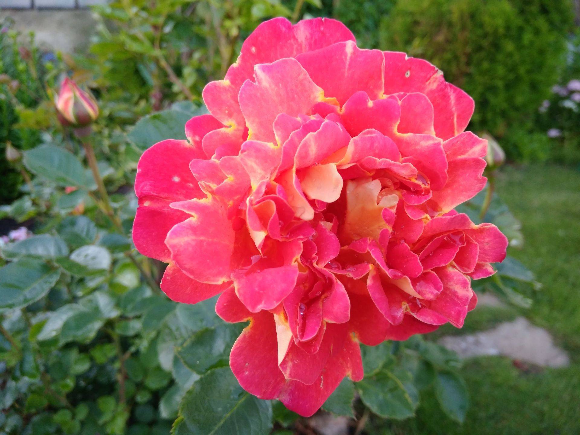 Роза плетистая декор арлекин фото