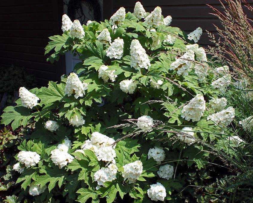 Гортензия дуболистная: сорта, особенности ухода за растением в саду