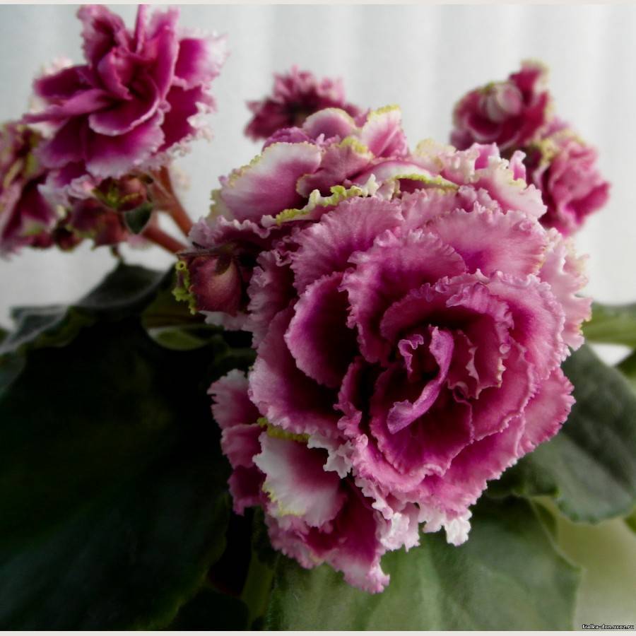 Фиалка «ледяная роза»: особенности сорта - всё о цветах