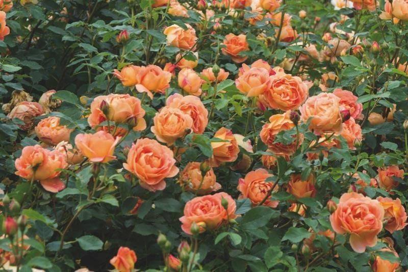 Выразительная роза ферст леди: описание и фото сорта, использование в ландшафтном дизайне, уход и другие нюансы