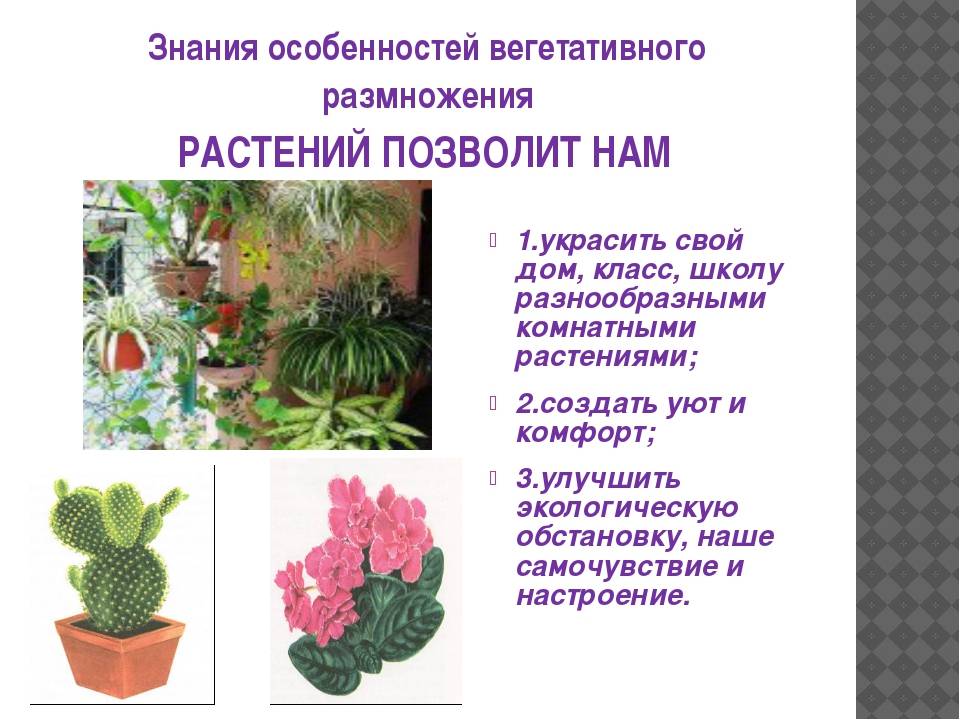 Цветок гастерия: виды, фото и названия, уход в домашних условиях