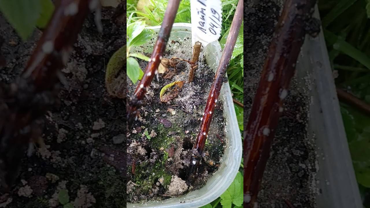 Способы как размножить гортензию садовую на даче
способы как размножить гортензию садовую на даче
 adblockrecovery.ru