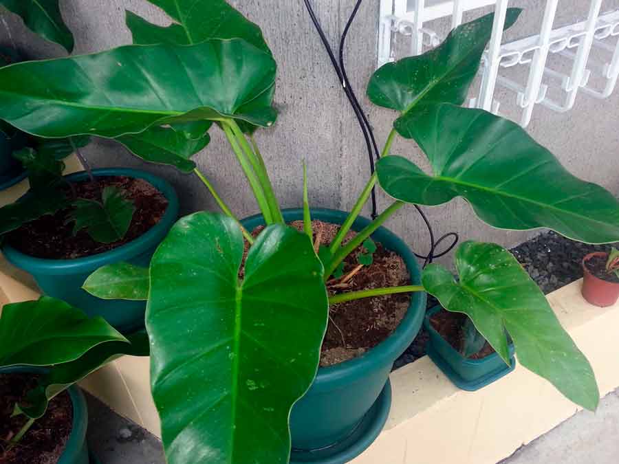 Как ухаживать за филодендроном в домашних условиях: какое удобрение выбрать для растения