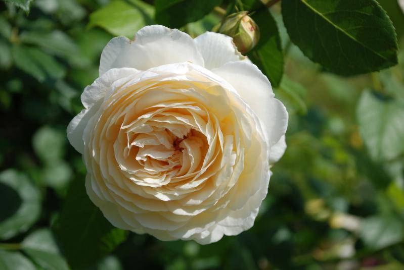 Роза клэр остин (claire austin) - фото и описание цветка