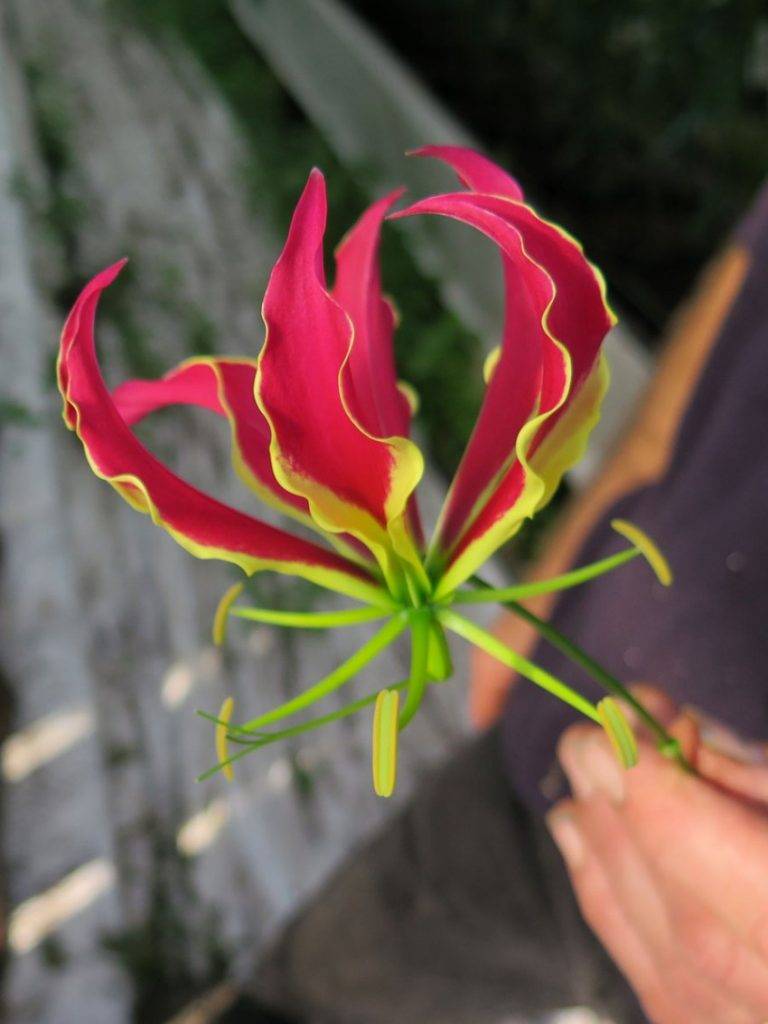 Цветок глориоза: основные виды с описанием и фото, правила ухода