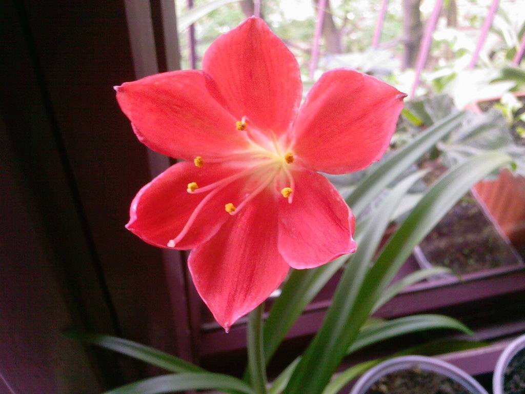 Валлота: фото цветка, родина растения, уход и выращивание в домашних условиях, виды — прекрасная и пурпурная