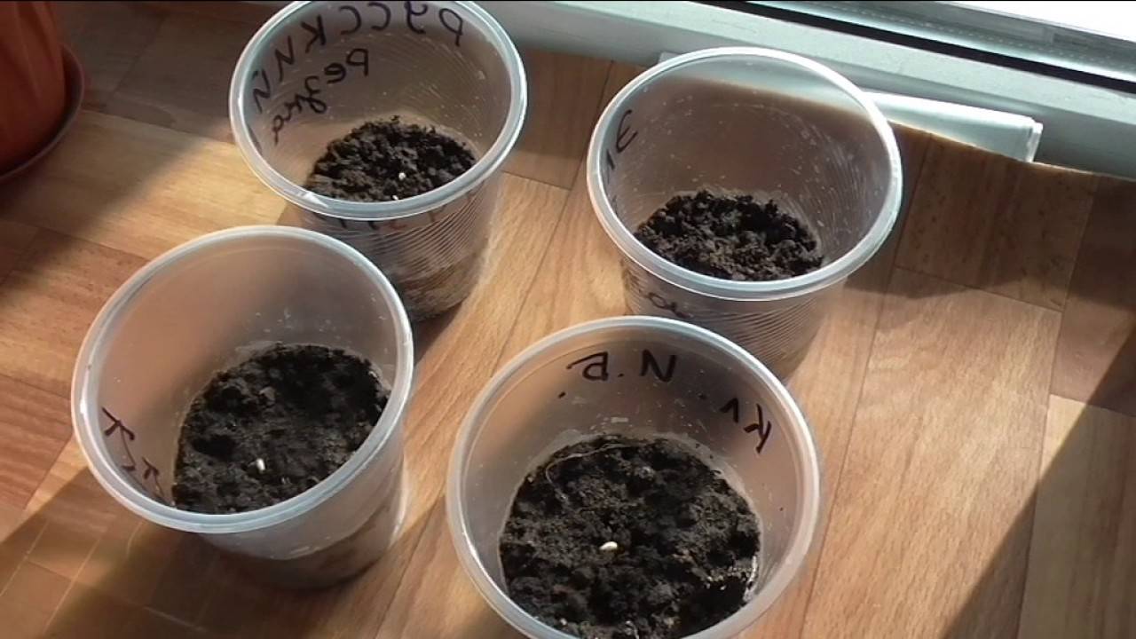 Как посадить клещевину в открытый грунт: выращивание из семян, особенности ухода