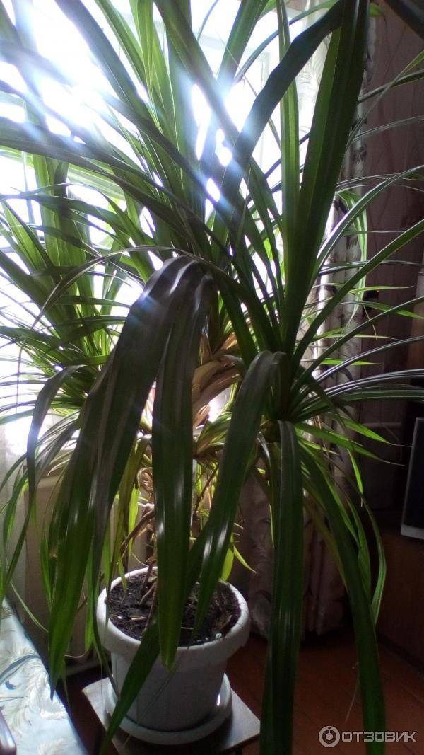 Панданус – комнатная пальма, уход и размножение