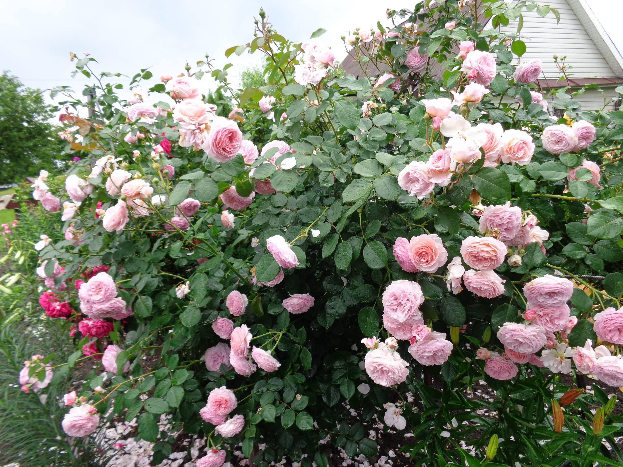 Английские розы дэвида остина | о розе