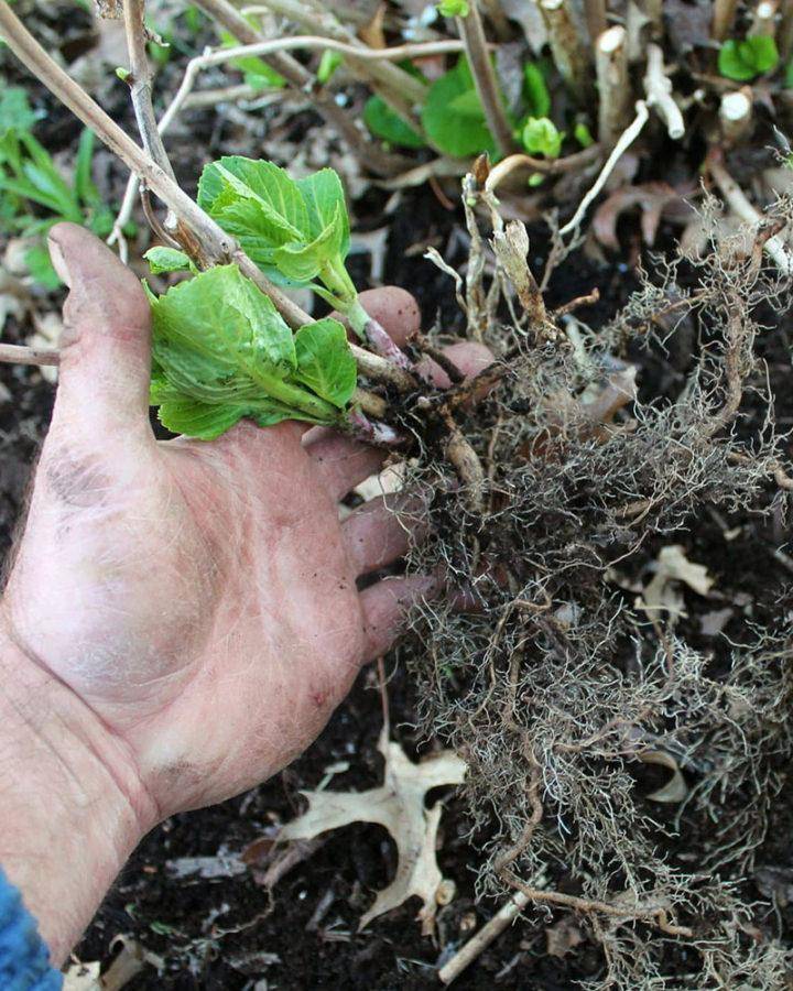 Как размножить гортензию садовую — 4 способа: черенками и семенами, отводками и отпрысками