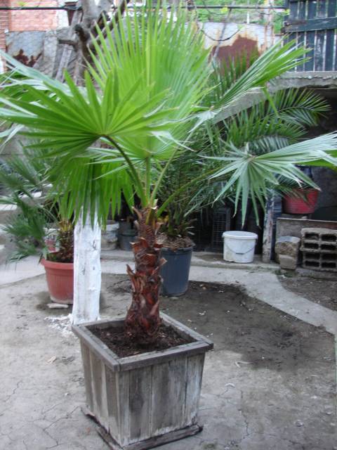 Вашингтония — самая массивная веерная пальма. уход в домашних условиях. фото