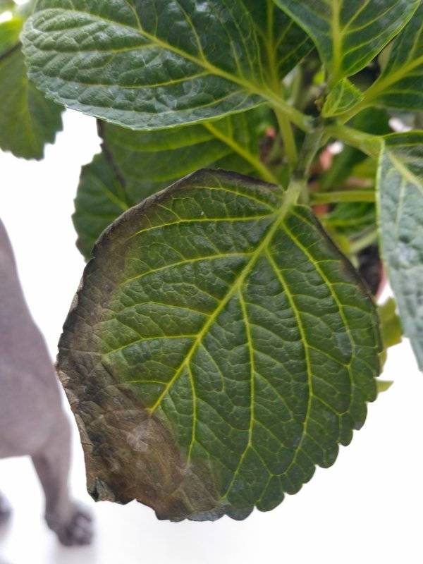 Почему у гортензии бледные листья: что делать, чем подкормить, если у растения светлые или бледно-зелёные листья