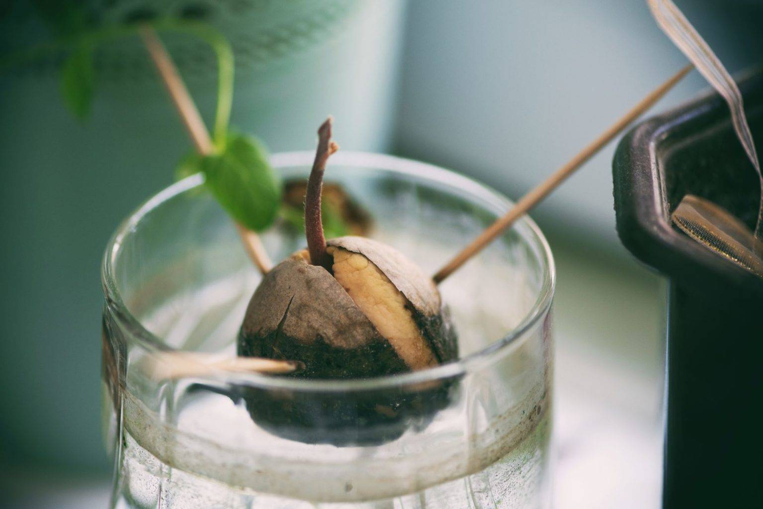Как вырастить авокадо из косточки в домашних условиях: советы экспертов и обзор самых простых методов (90 фото и видео)