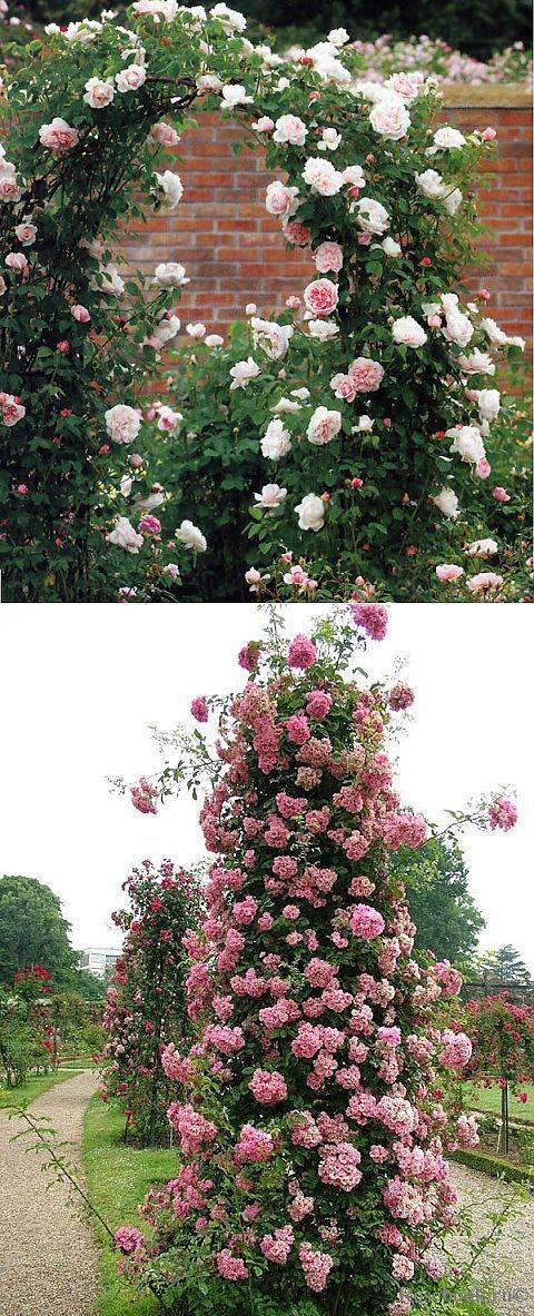 Плетистая роза посадка и уход в открытом грунте для новичков с фото