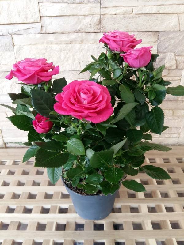 Розы патио, посадка и уход. выращивания розы патио в саду и в домашних условиях