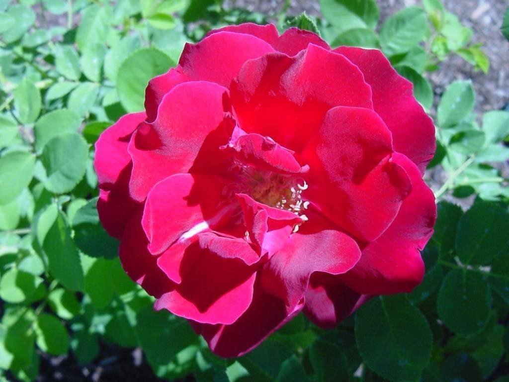 Парковая роза "джон франклин" (описание сорта, отзывы, посадка, уход, фото)