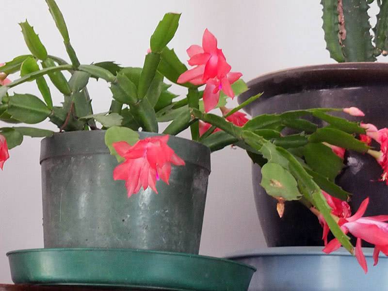 Декабрист – секреты ухода за необычным кактусом в домашних условиях