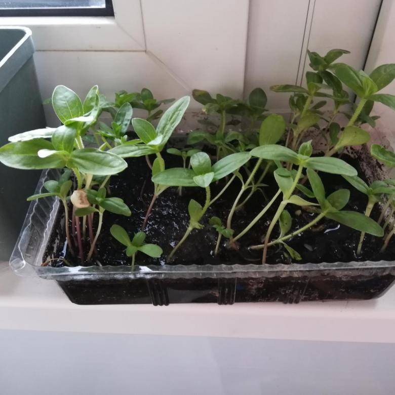 Выращивание цинии из семян, рассадой: когда сажать в открытом грунте в домашних условиях?