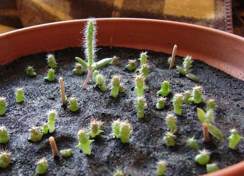 Как вырастить кактус - wikihow